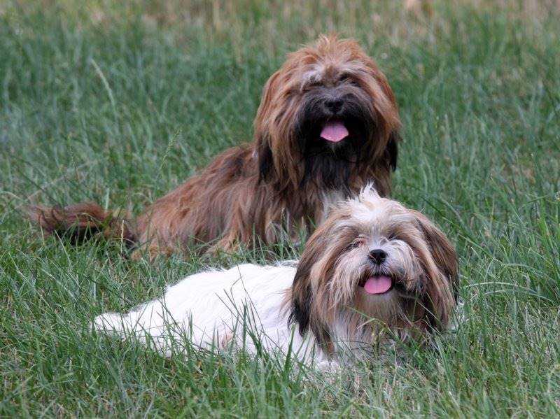 Lhasa Apso 5998b