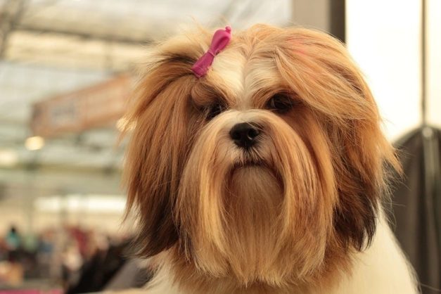 5 Lhasa Apso Haircuts With Grooming Tips Hepper Pet Resources 5 Lhasa Apso Haircuts With Grooming Tips Hepper Pet Resources