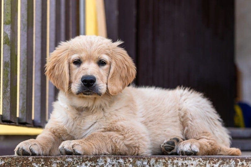 Light Golden Retrievers