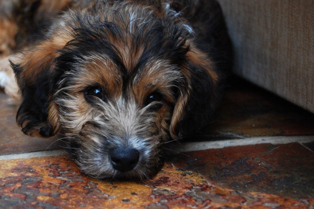 Little Cairnoodle Puppy