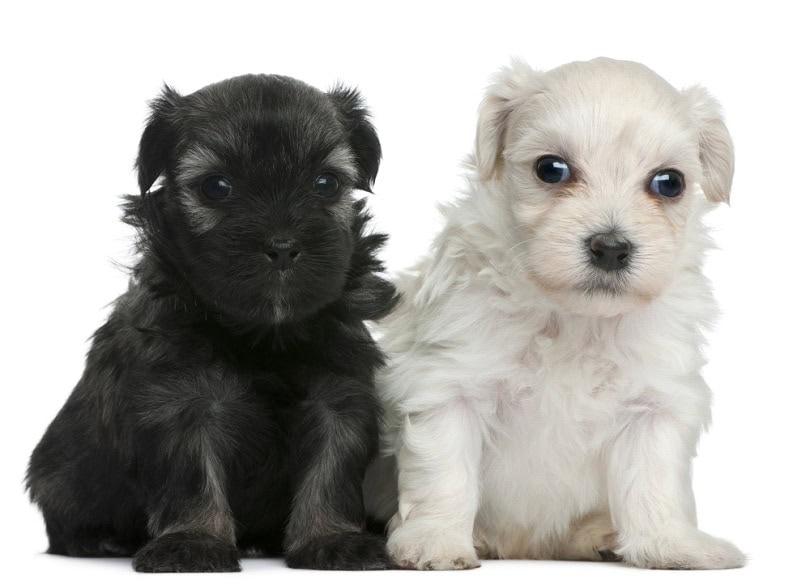Lowchen or Petit Chien Lion puppies