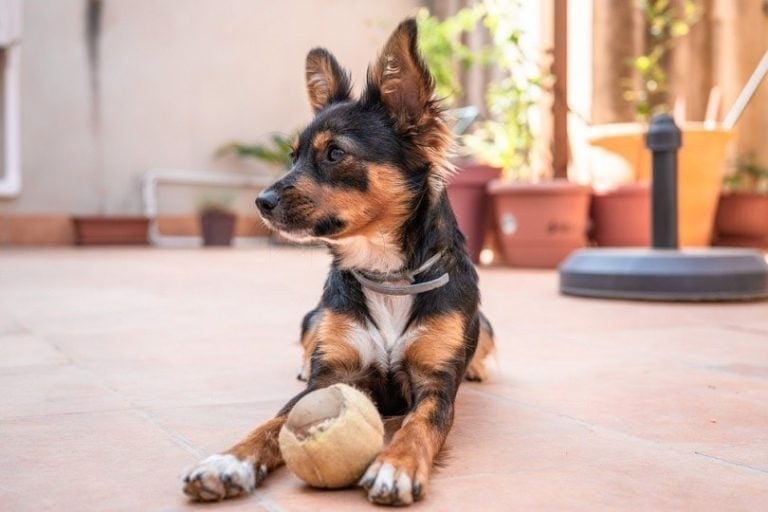 Spanish Ratter Dogs 26 Spanish Dog Breeds: Info, Pictures & History of Pups From Spain ...
