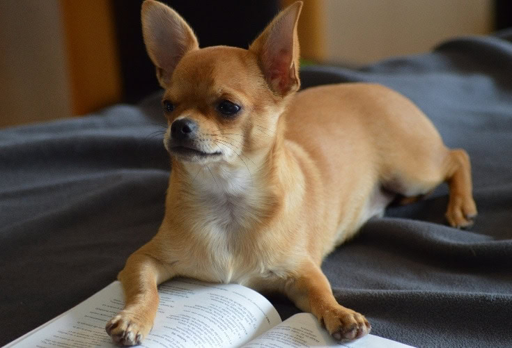 Male Chihuahua