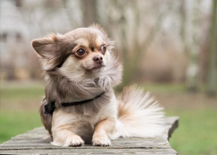 Male Chihuahua