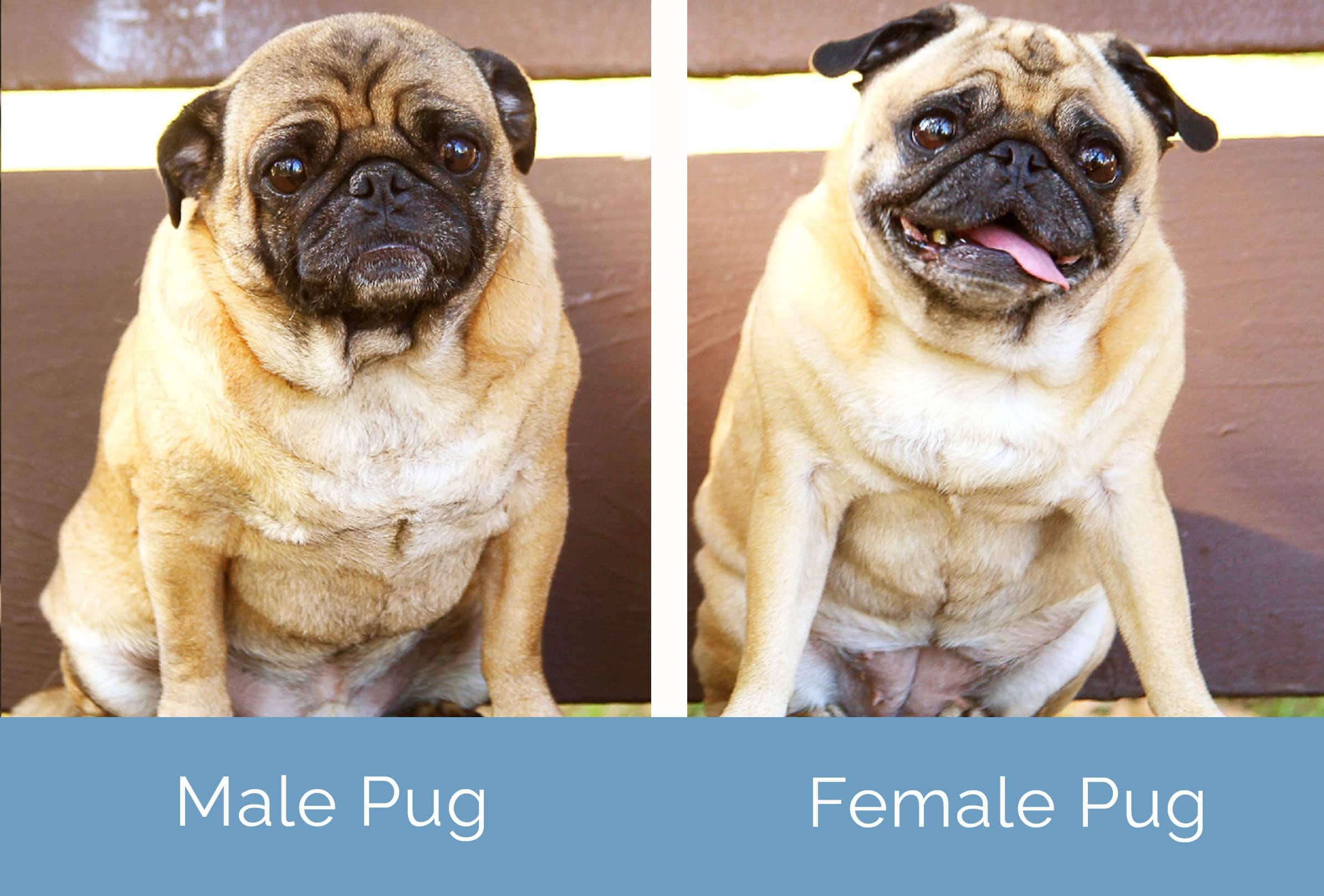 Male vs Female Pug side by side