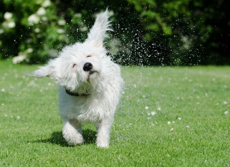 Malteagle (Beagle & Maltese Mix)