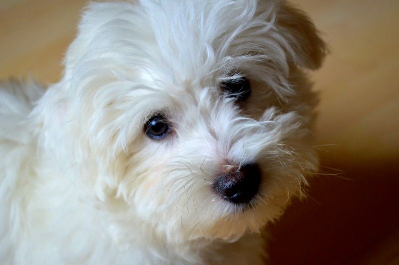 Maltese Terrier