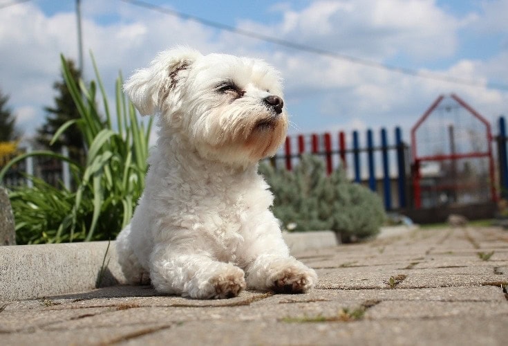 Maltese lying down