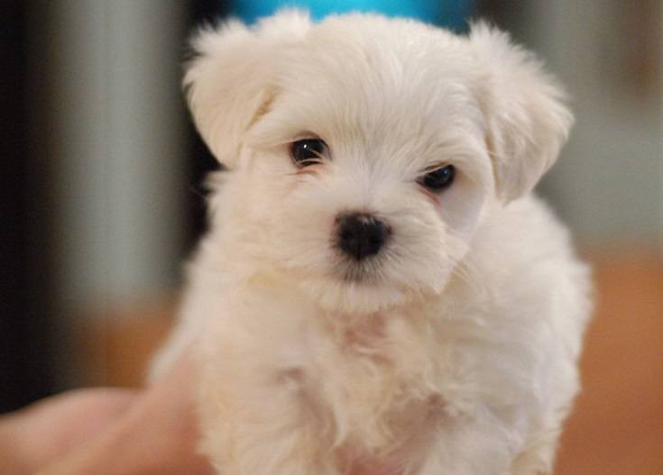 Maltese pup