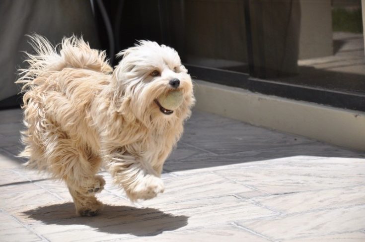 Maltese running