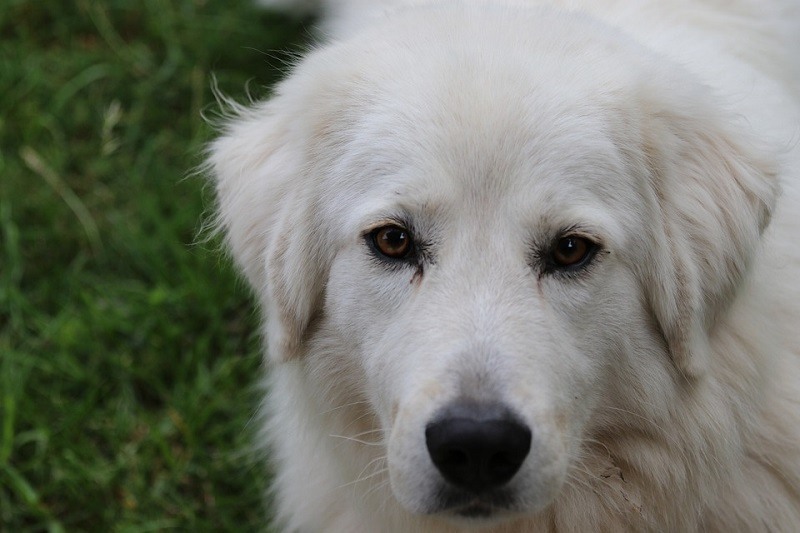Maremmano-Abruzzese Sheepdog