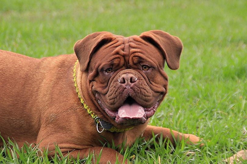 Mastiff lying on the grass