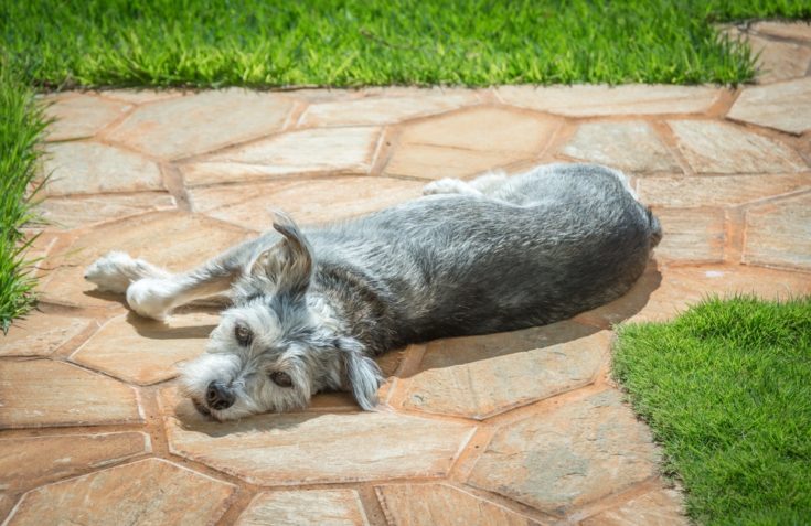 Mauzer dog breed