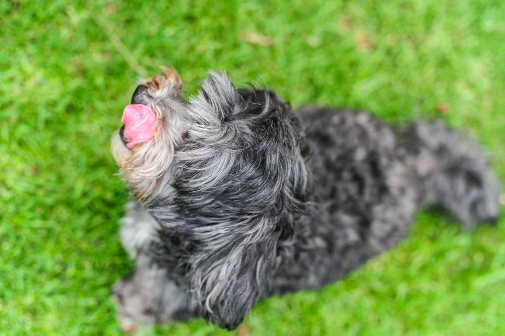 Mauzer dog tongue out
