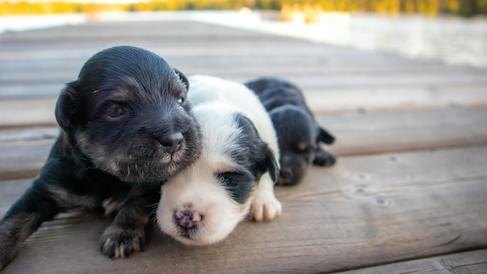 Mauzer puppies