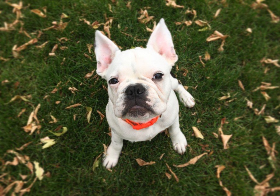 frenchie pug