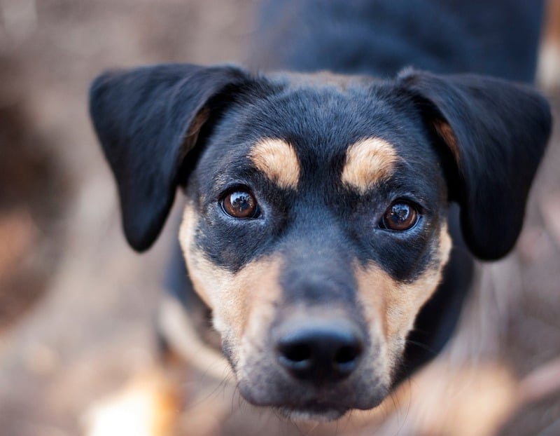 Meagle Minpin Beagle mix