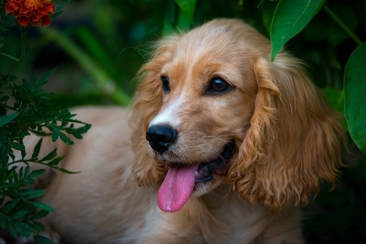 Mini English Cocker