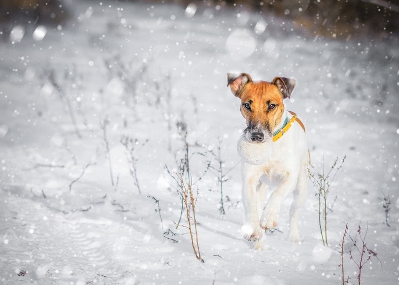 Mini Fox Beagle in the snow