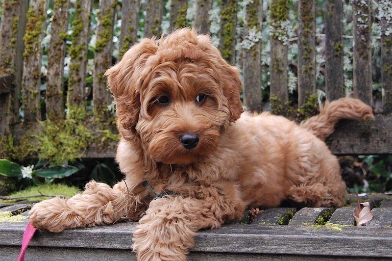 Mini Labradoodle dog on bench