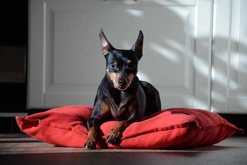 Miniature Pinscher lying on the pillow