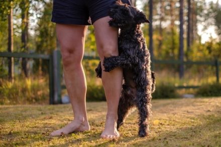 Can Dogs Get Sexually Attracted to Humans? Dog Humping Explained