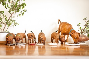 Minipinschers Eating