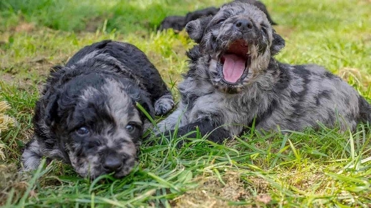 Mudi Puppies