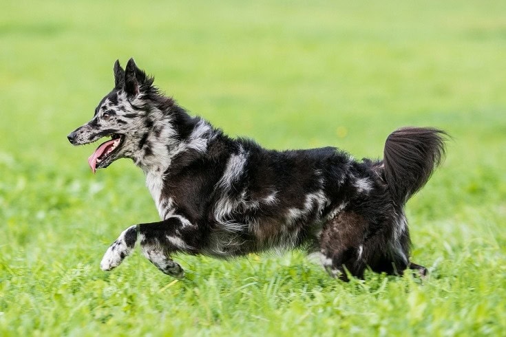 Mudi dog breed