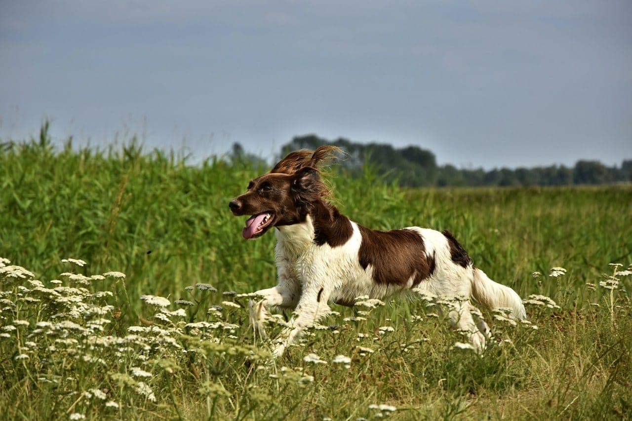 Munsterlander running