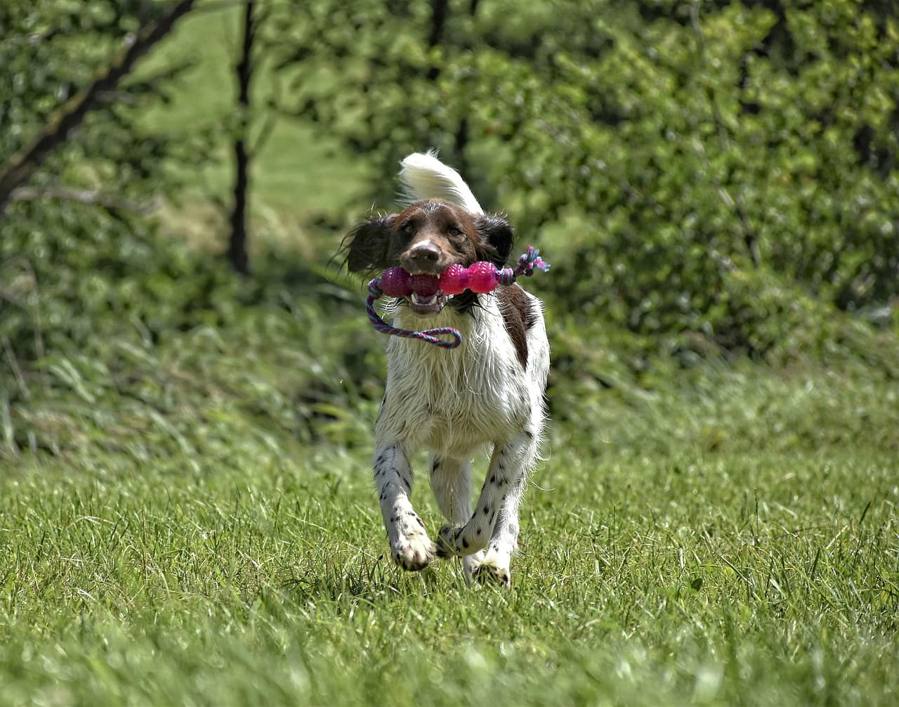 Munsterlander with toy