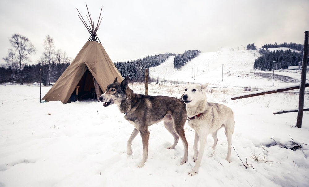 Native American Dogs with teepee
