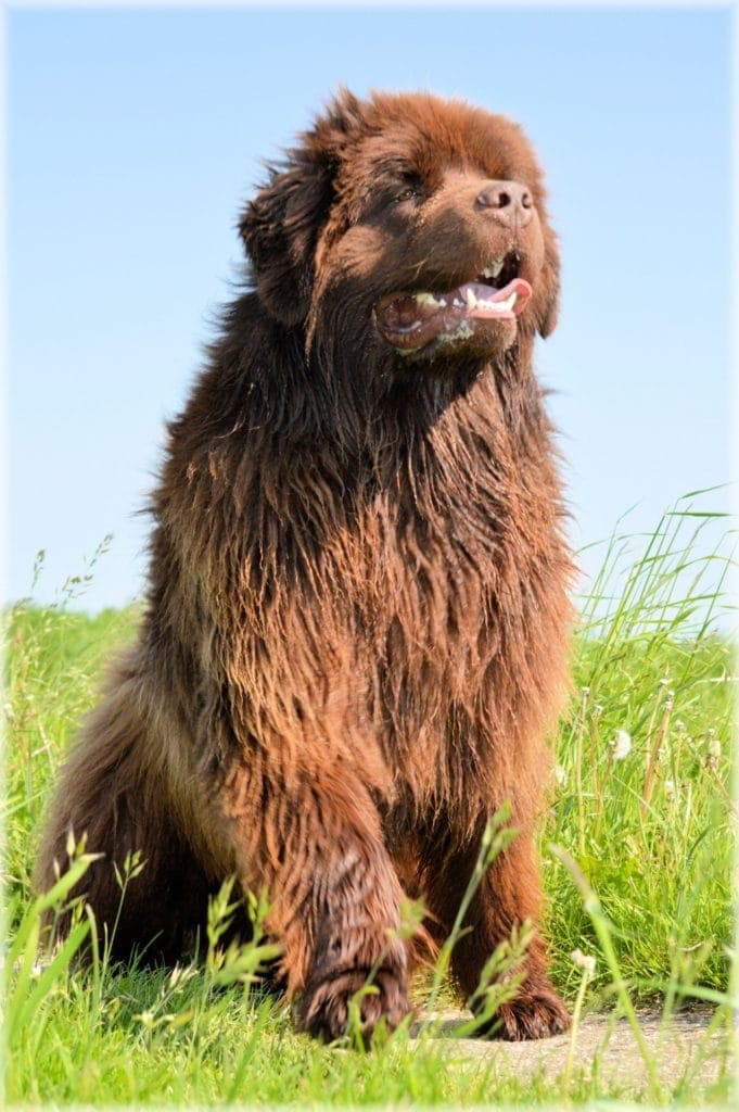 Newfoundland