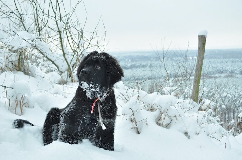 Newfoundland puppy