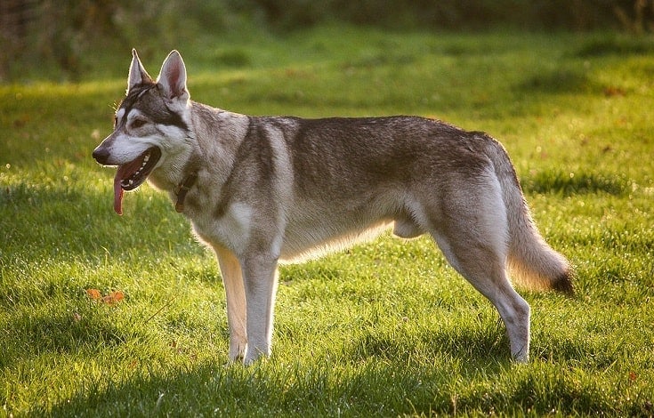 Northern Inuit dog