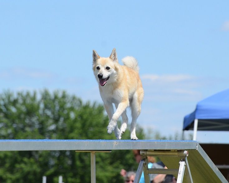 Norwegian Buhund Running on a Dog Walk_mark herreid_shutterstock