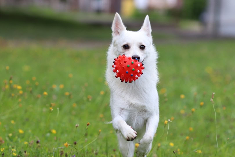 Norwegian Buhund with a ball