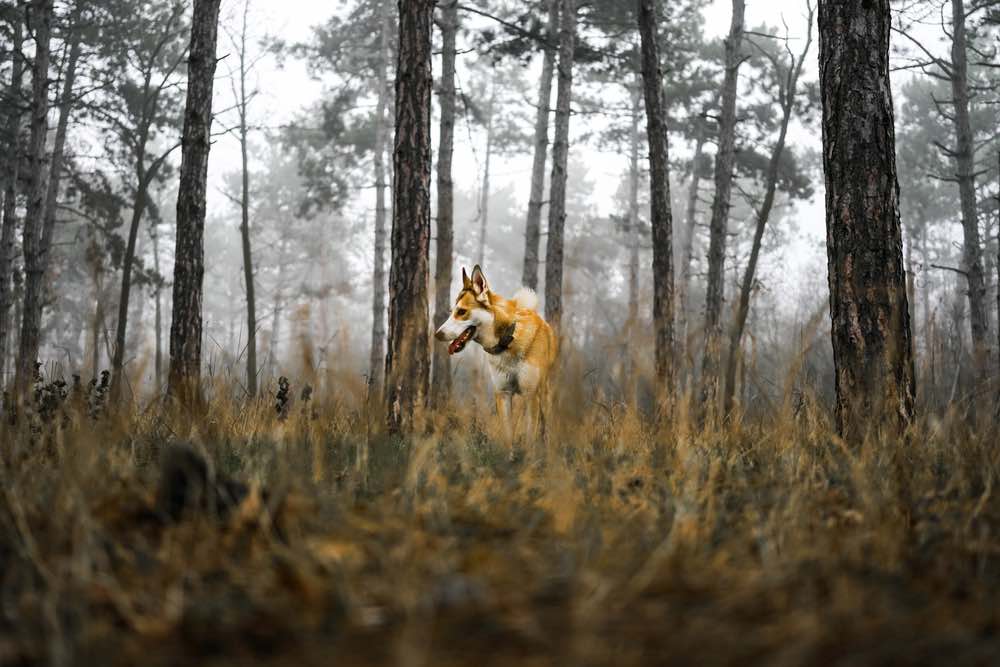 Norwegian Lundehund in forest