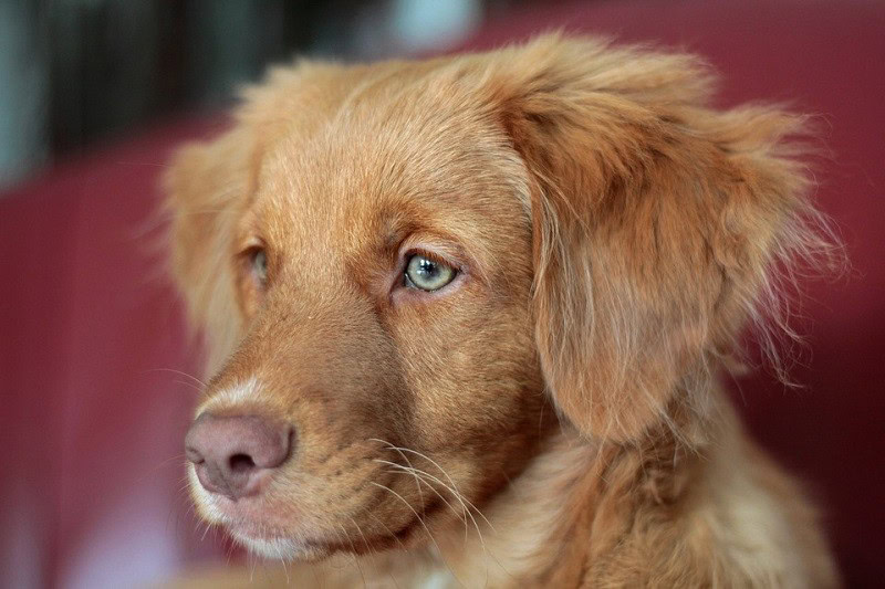 Nova Scotia Duck Tolling Retriever puppy side