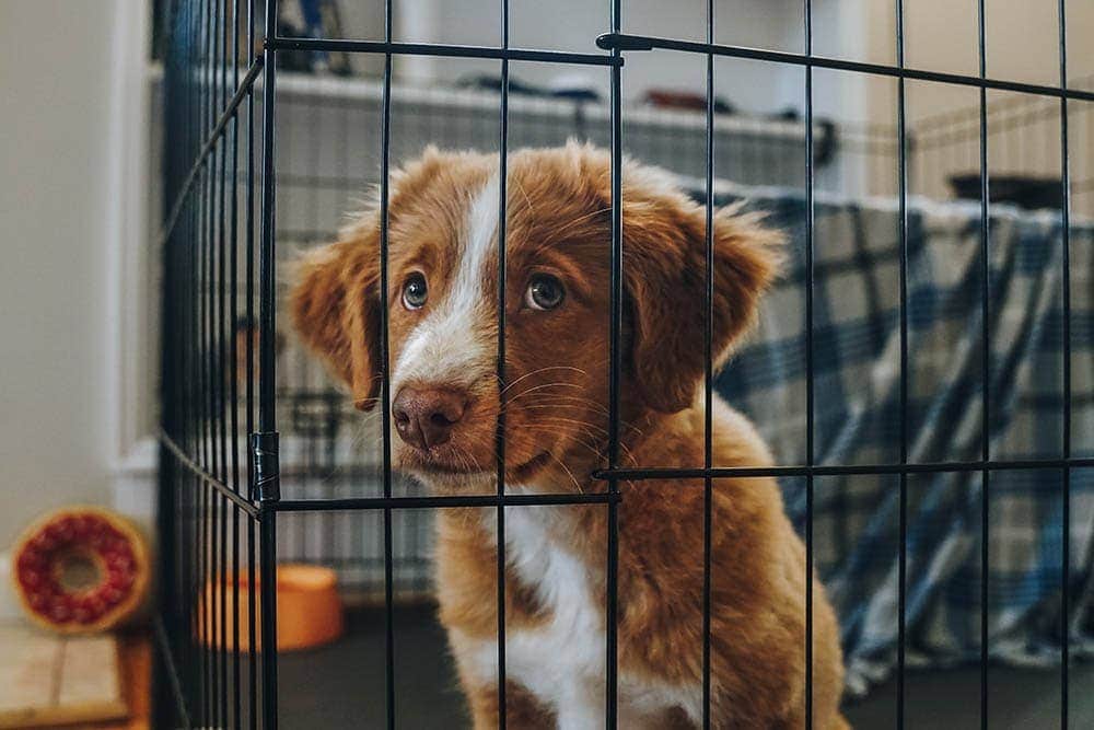 Nova Scotia Duck Tolling Retriever puppy inside play pen