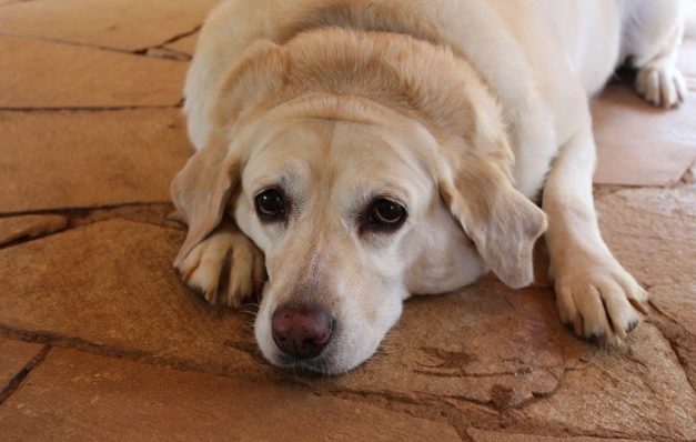 Image showcasing 10 Shocking Pet Obesity Statistics & Facts: Updated In 2026 | Hepper ...