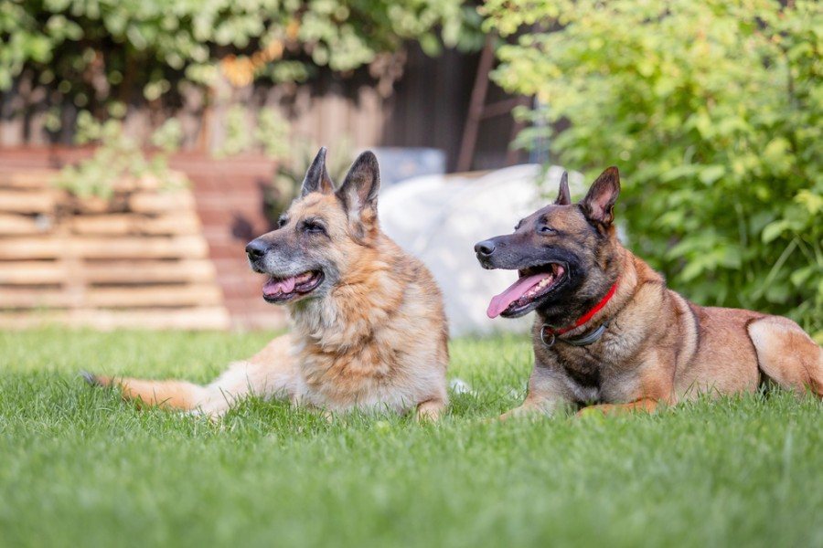 malinois german shepherd