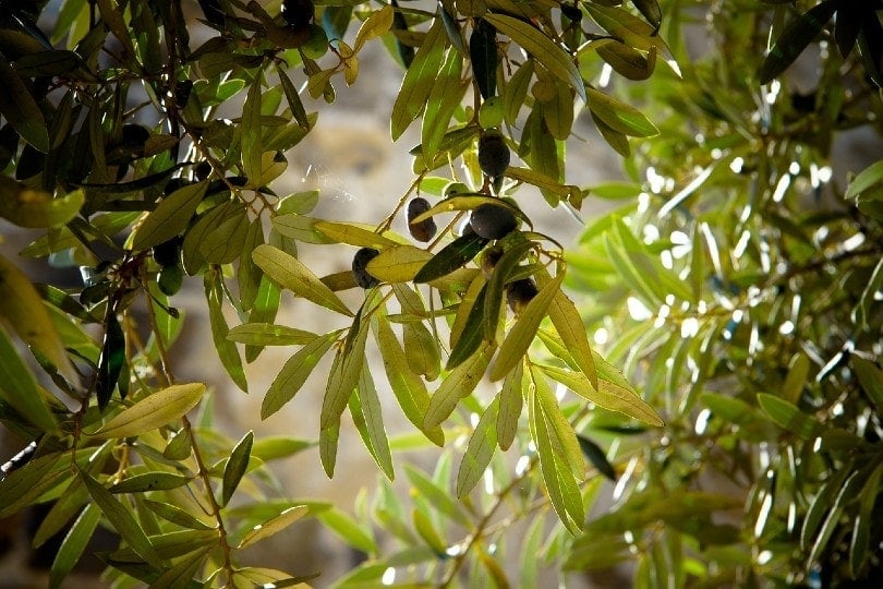 Olive leaf