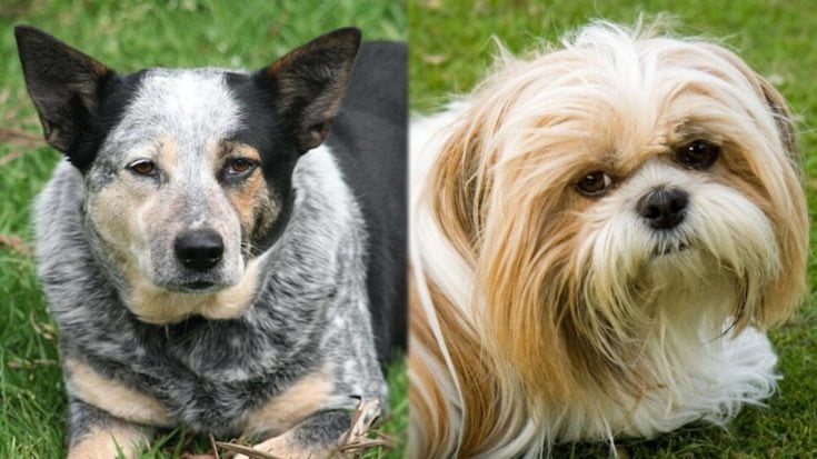 Parents of Blue-Tzu Heeler