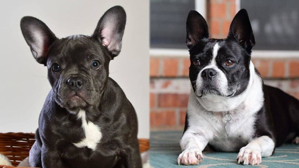 Parents of Faux Frenchbo