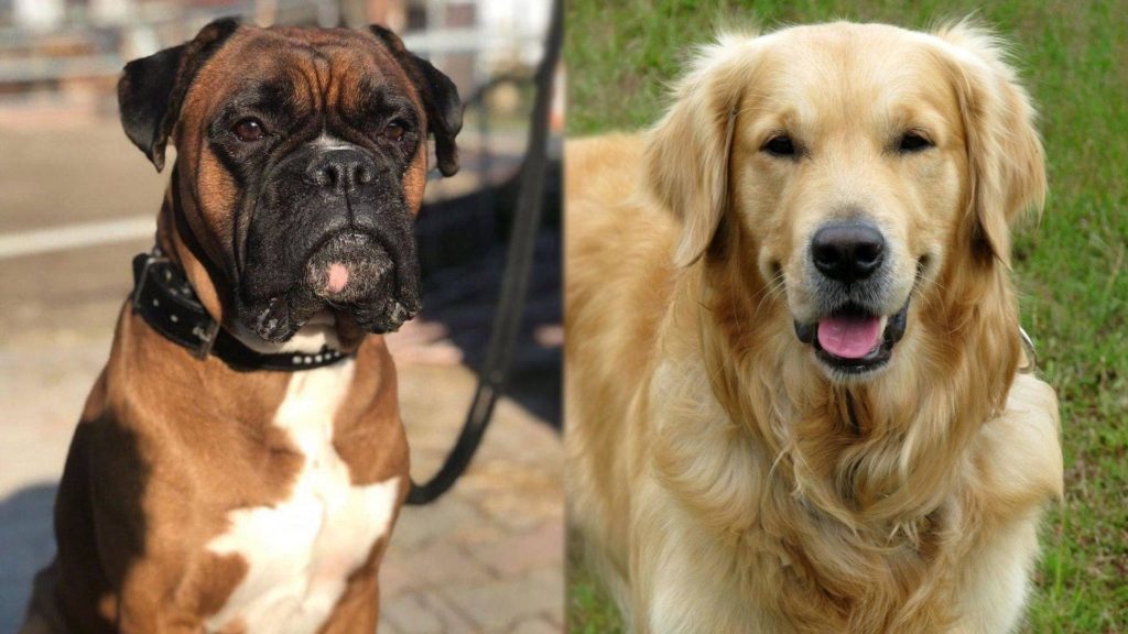 Parents of Golden Boxer