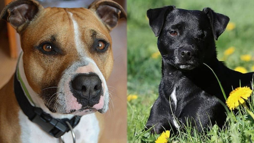 Parents of Pocket Pitbull