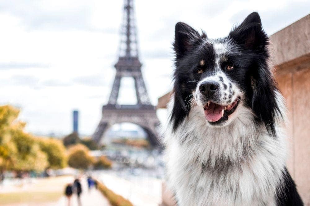 Paris dog with Eiffel Tower