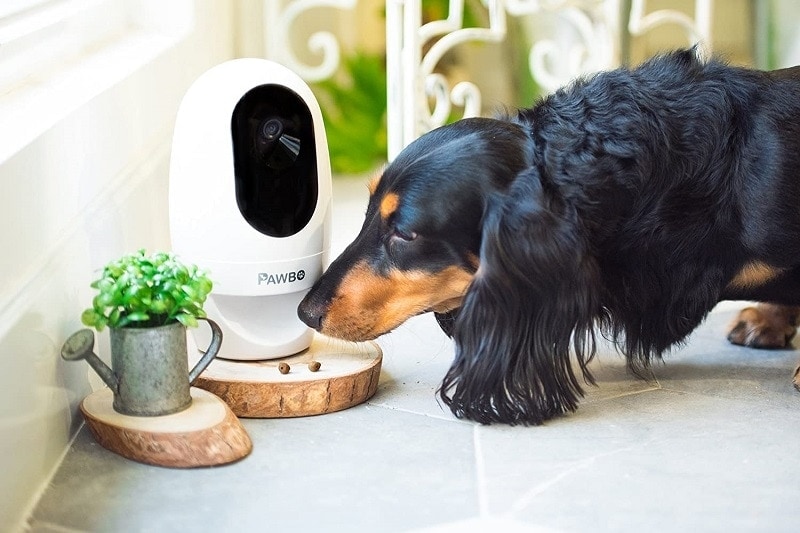 Pawbo Life Pet Camera with dog