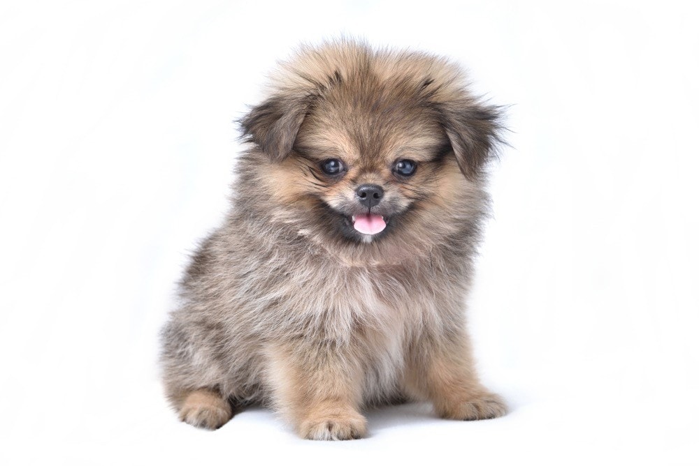 Peke-A-Pom puppy